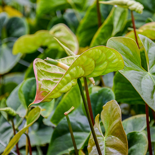 Anthurium Elixer (10 Stems)