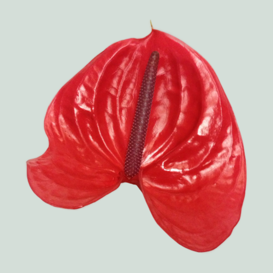 Anthurium Enjoy (10 Stems)