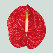 Anthurium Eterno