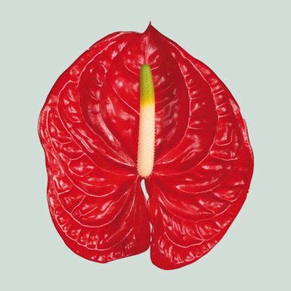 Anthurium Eterno