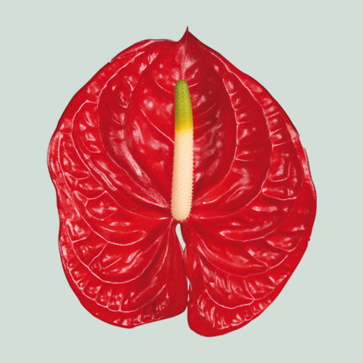 Anthurium Eterno