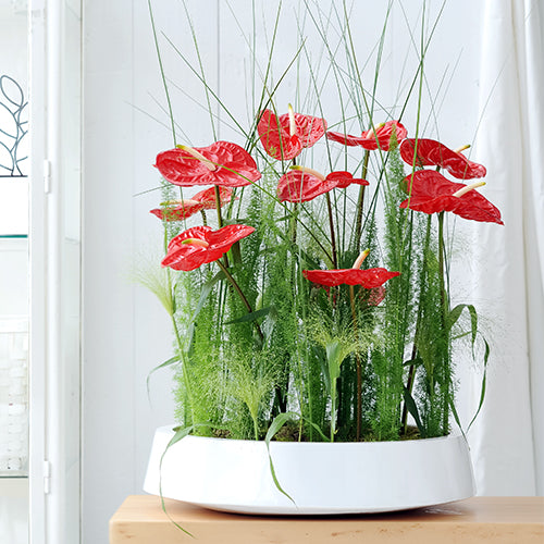 Anthurium Eterno (10 Stems)