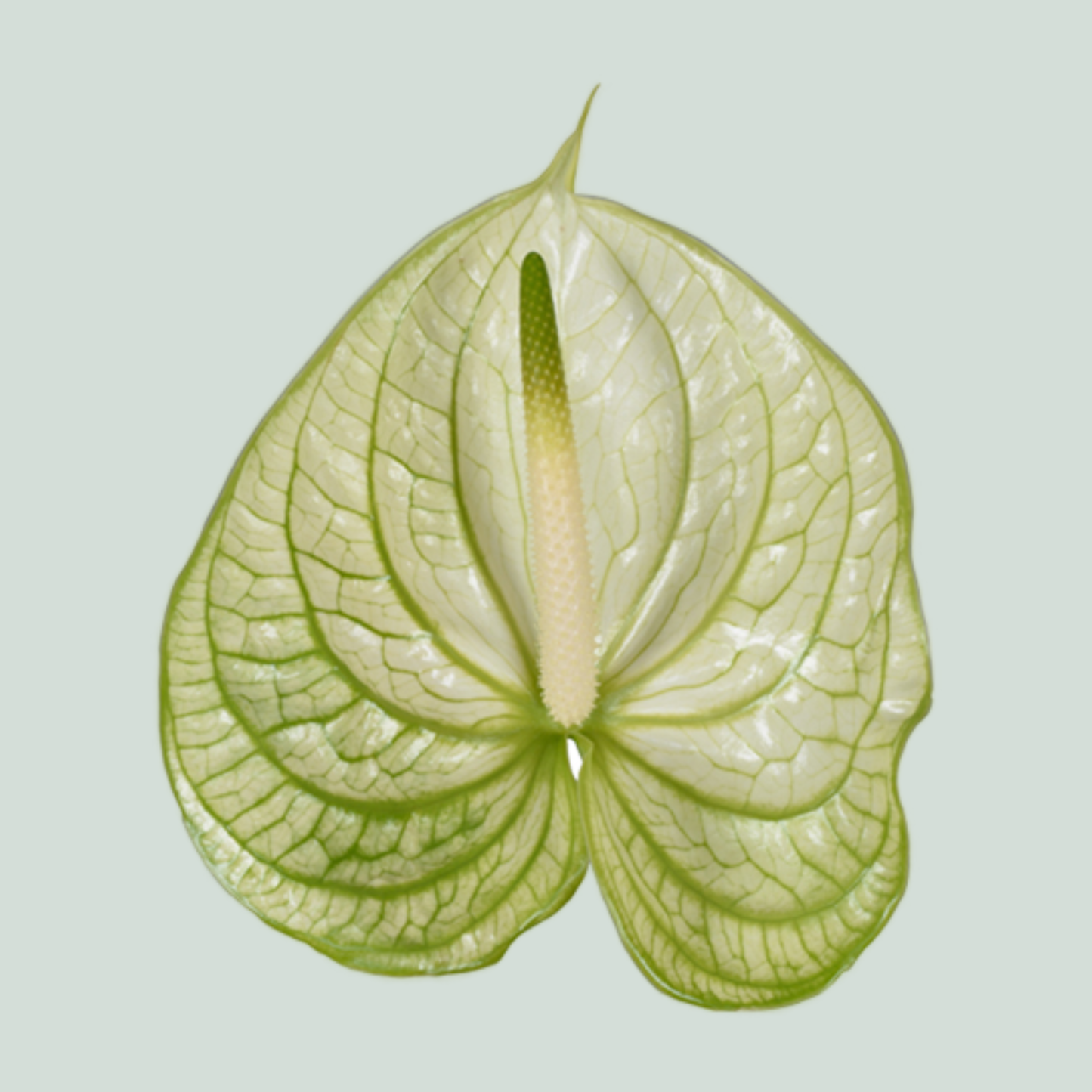 Anthurium Extase (10 Stems)