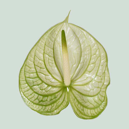 Anthurium Extase