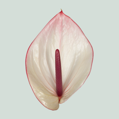 Anthurium Facetto