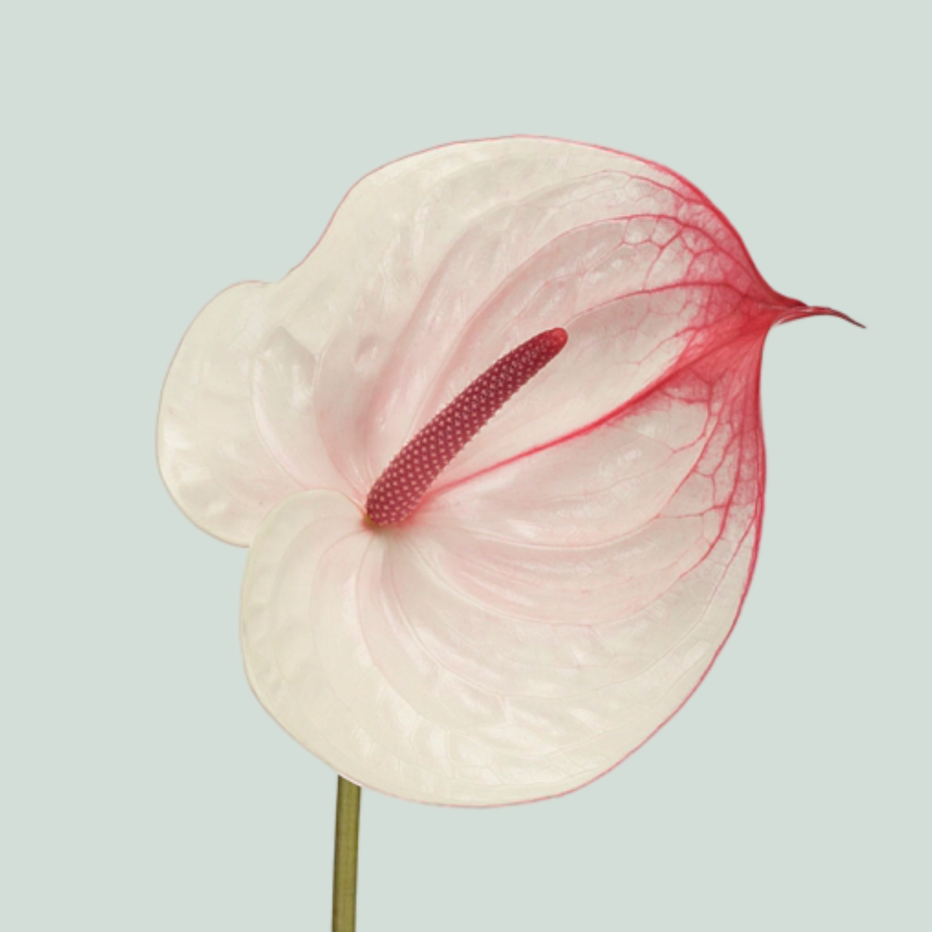 anthurium fantasy love Anthurium Fantasy Love – All Occasions Wholesale