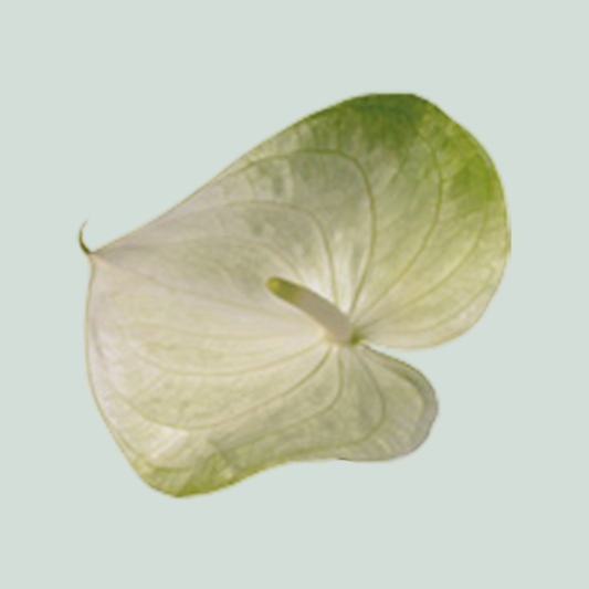 Anthurium Grace (12 Stems)