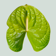 Green Anthurium Grand Slam Cut Flowers – 35cm Stems