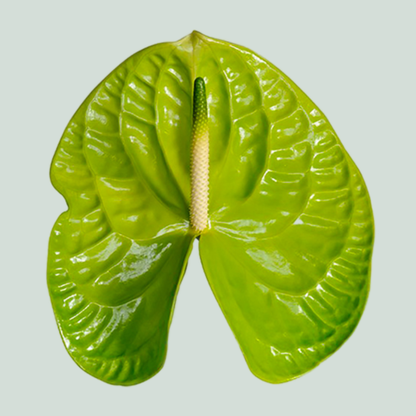 Anthurium Grand Slam