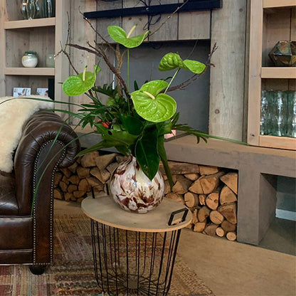 Anthurium Grand Slam