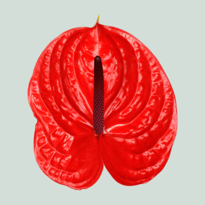 Anthurium Impulz
