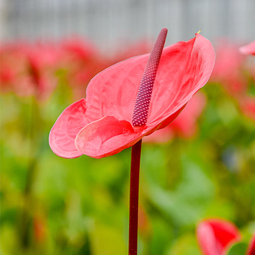 Anthurium Impulz (10 Stems)