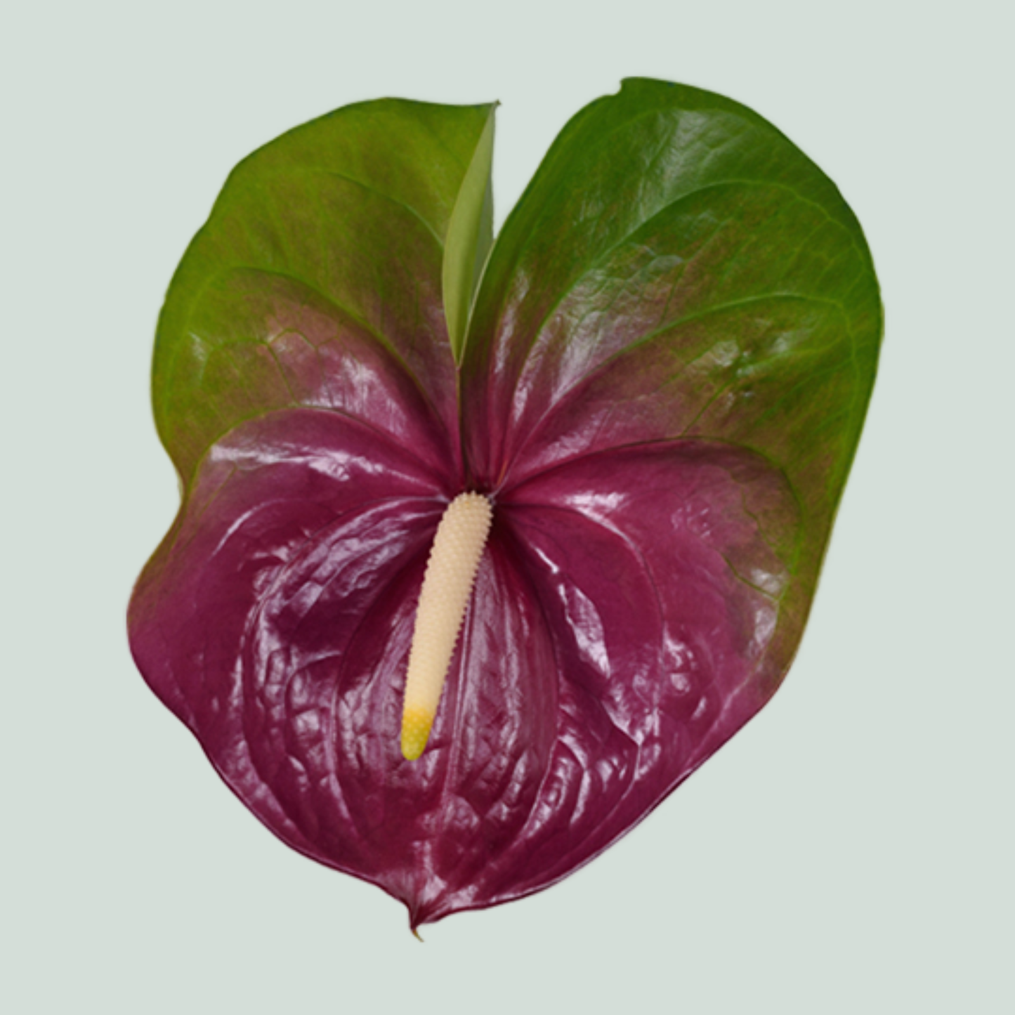 Anthurium Jumbo (12 Stems)