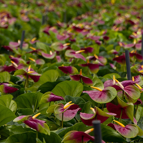 Anthurium Jumbo (12 Stems)