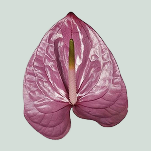 Anthurium Kaleo