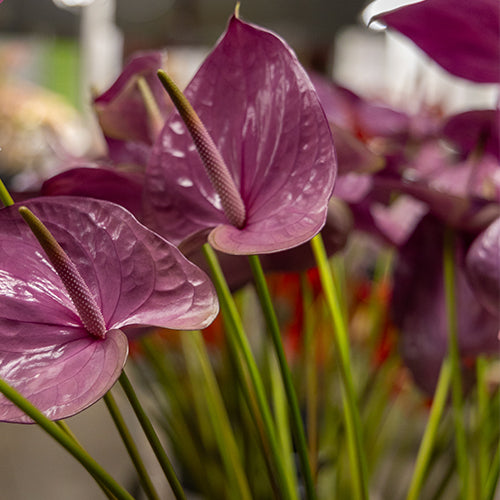 Anthurium Kaleo (12 Stems)