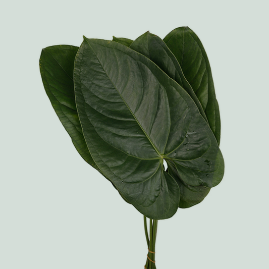 Dec Anthurium Leaf