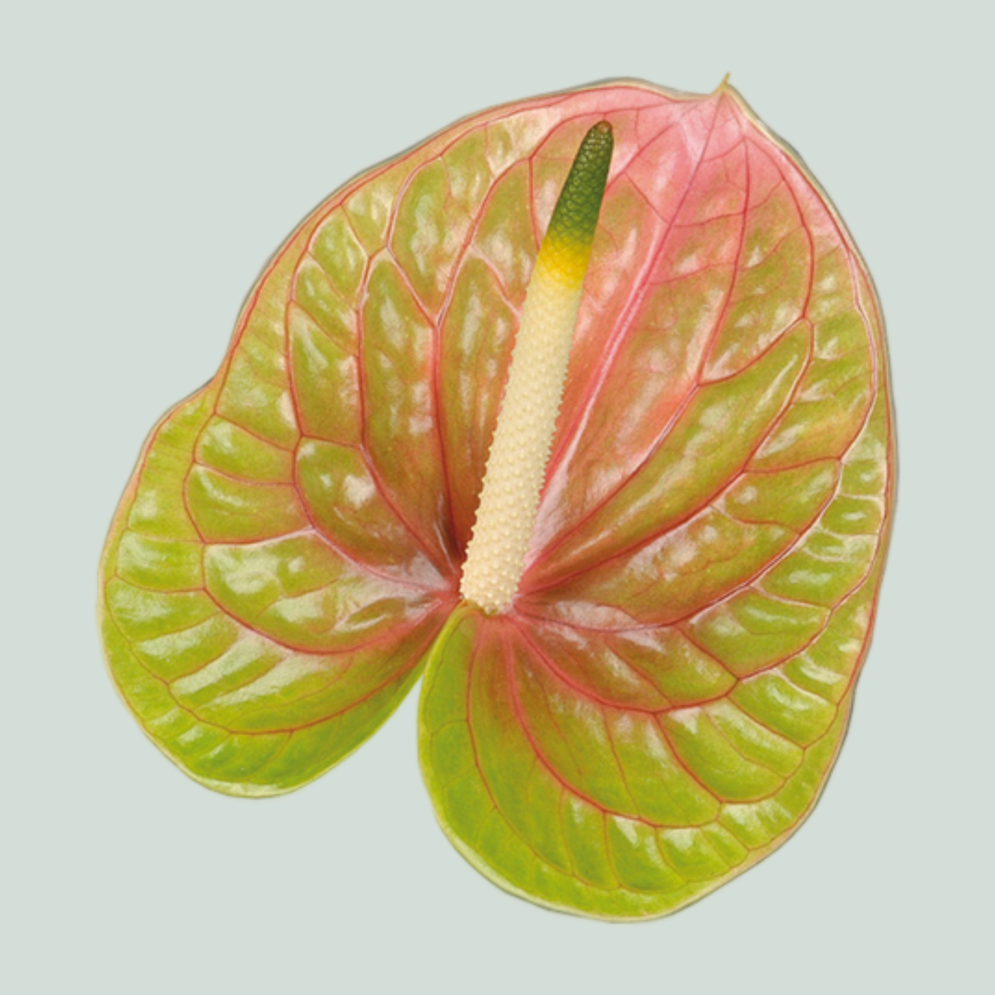 Anthurium Lucardi (10 Stems)