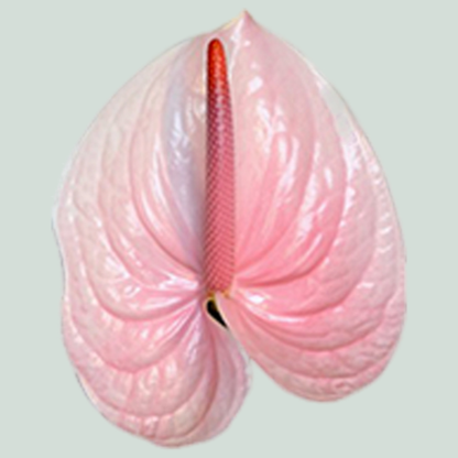 Anthurium Lunette