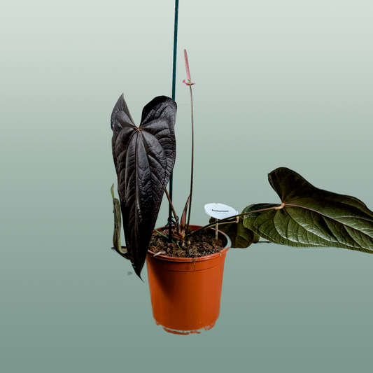 Anthurium Gemengd Special