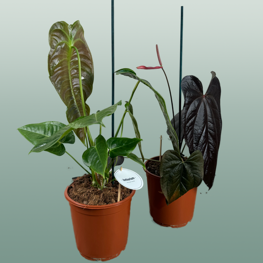 Anthurium Gemengd Special