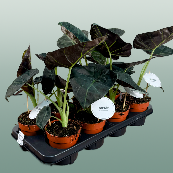Anthurium Regale