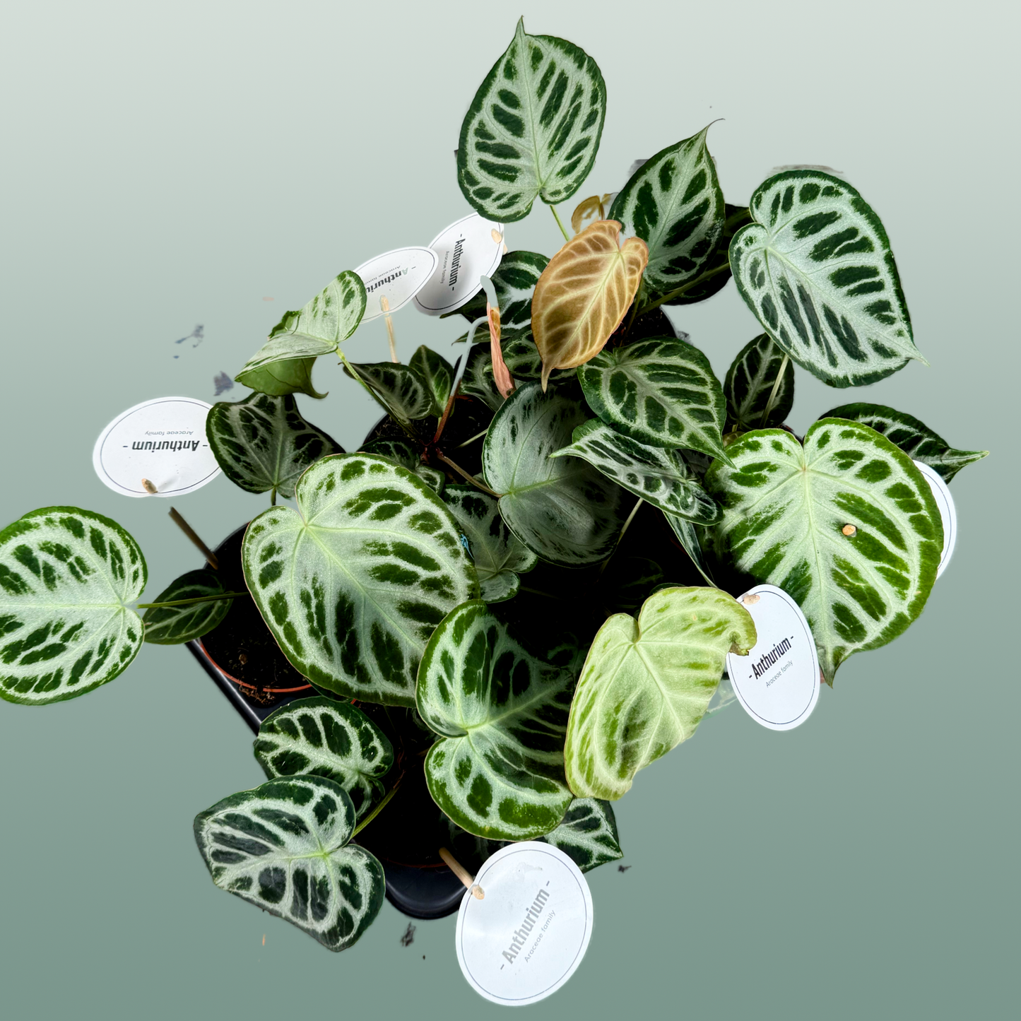 Anthurium Silver Blush