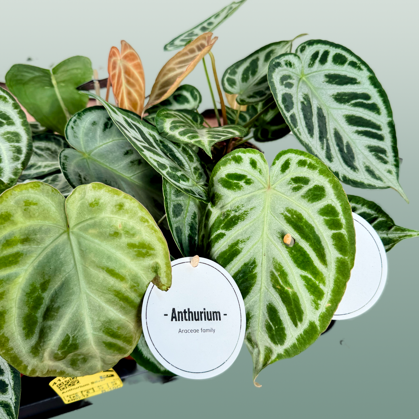 Anthurium Silver Blush