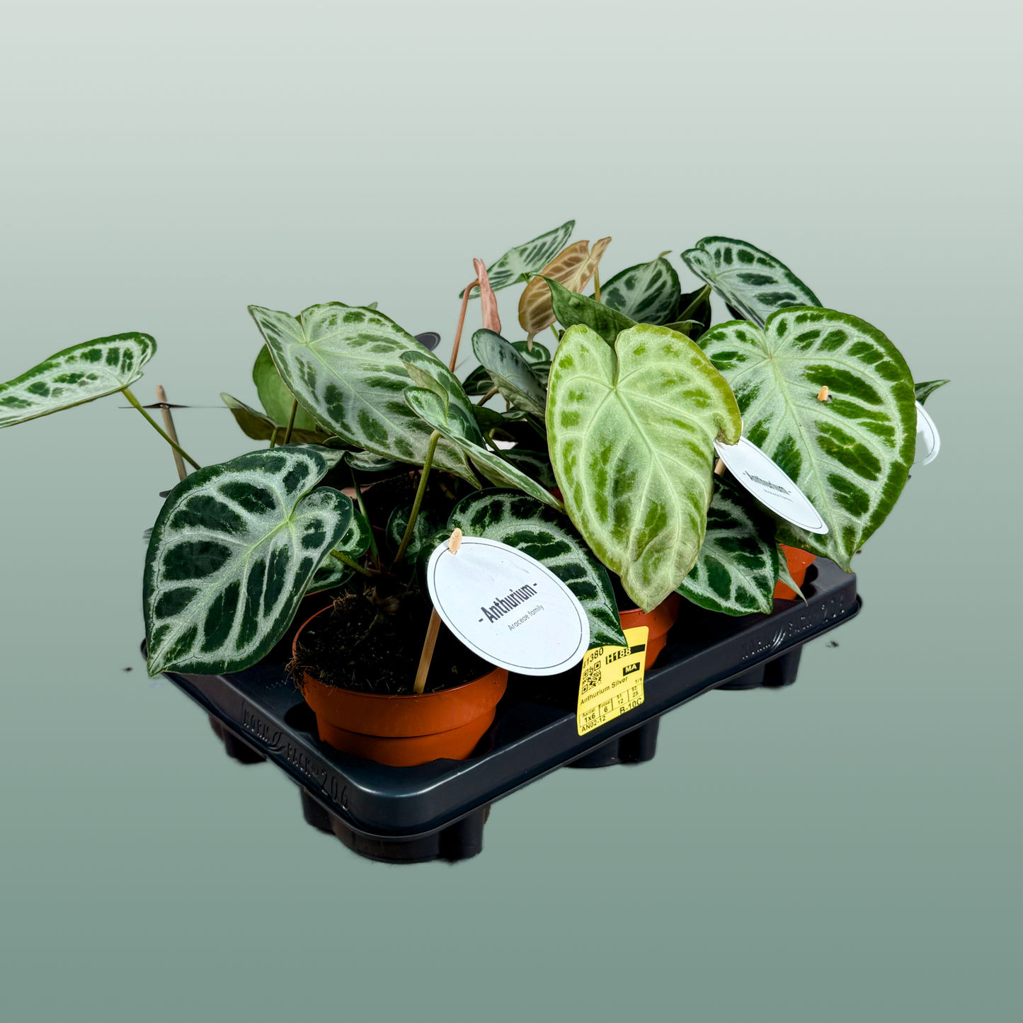 Anthurium Silver Blush