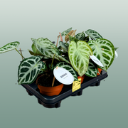 Anthurium Silver Blush