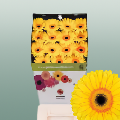 Gerbera Apollo (15 Stems)