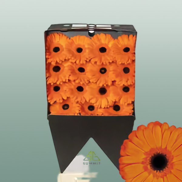 Gerbera Applause (15 Stems)