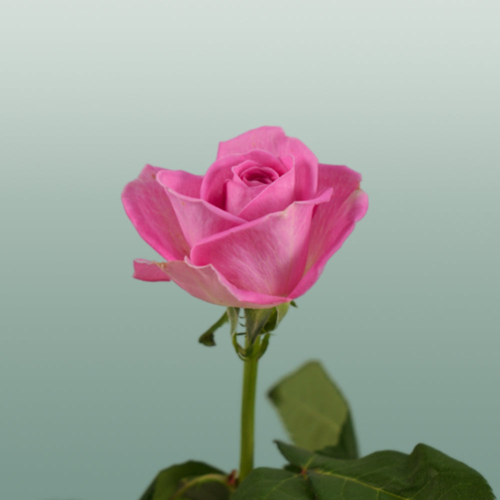 Rose Aqua 60cm (20 Stems)
