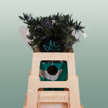 Eryngium Orion Questar (Thistle)