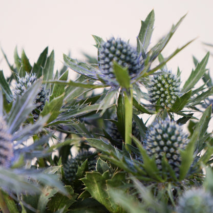 Eryngium Orion Questar (Thistle)