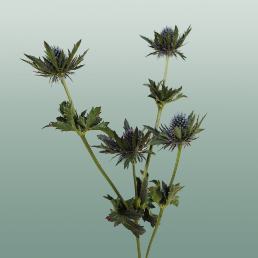 Eryngium Aquarius Questar (Thistle)