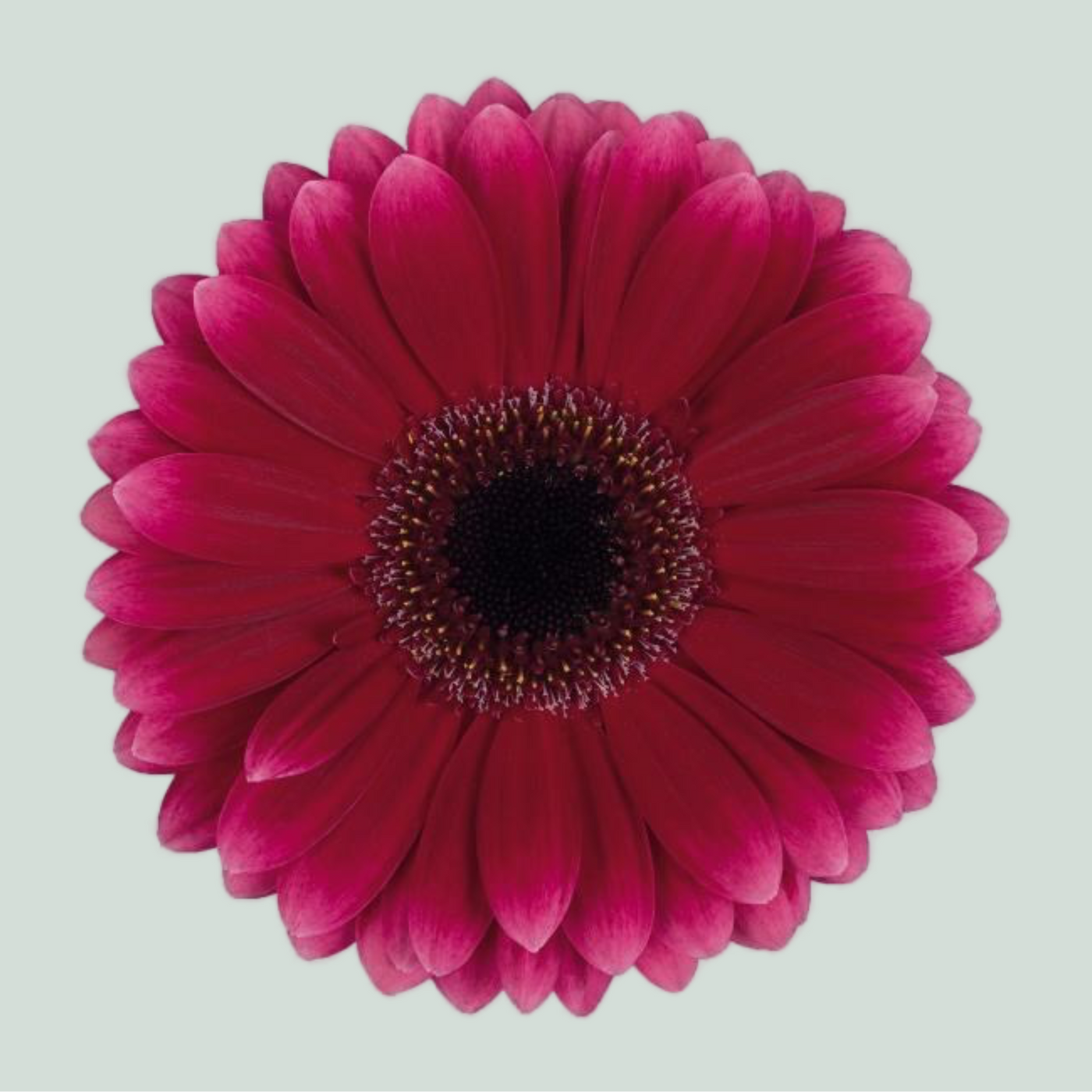 Germini Arabel (20 Stems)