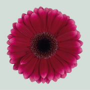 Germini Arabel (20 Stems)