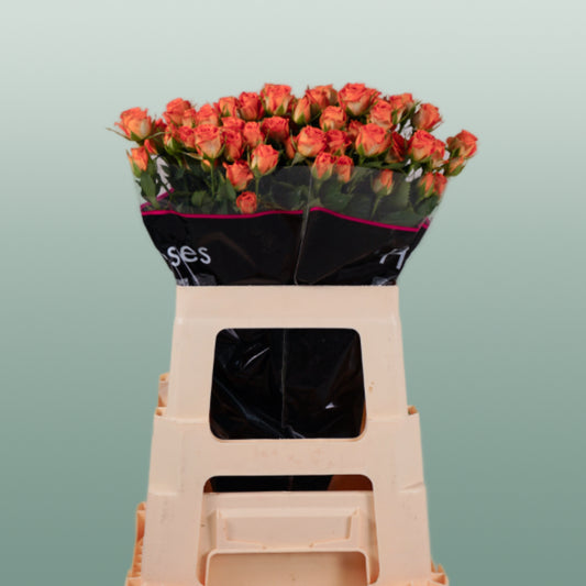 Spray Rose Ariya (10 Stems)
