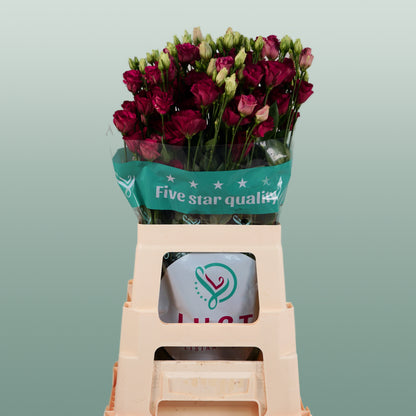 Eustoma Arosa Red (10 Stems)