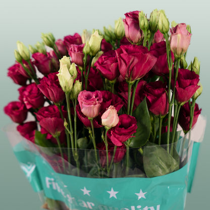 Eustoma Arosa Red (10 Stems)