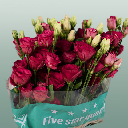 Eustoma Arosa Red (10 Stems)