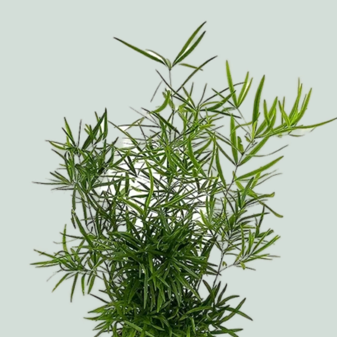 GR Asparagus Falcatus