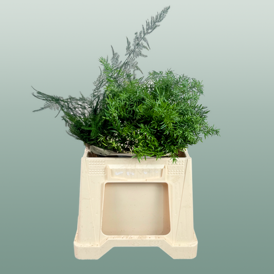 Asparagus Mix