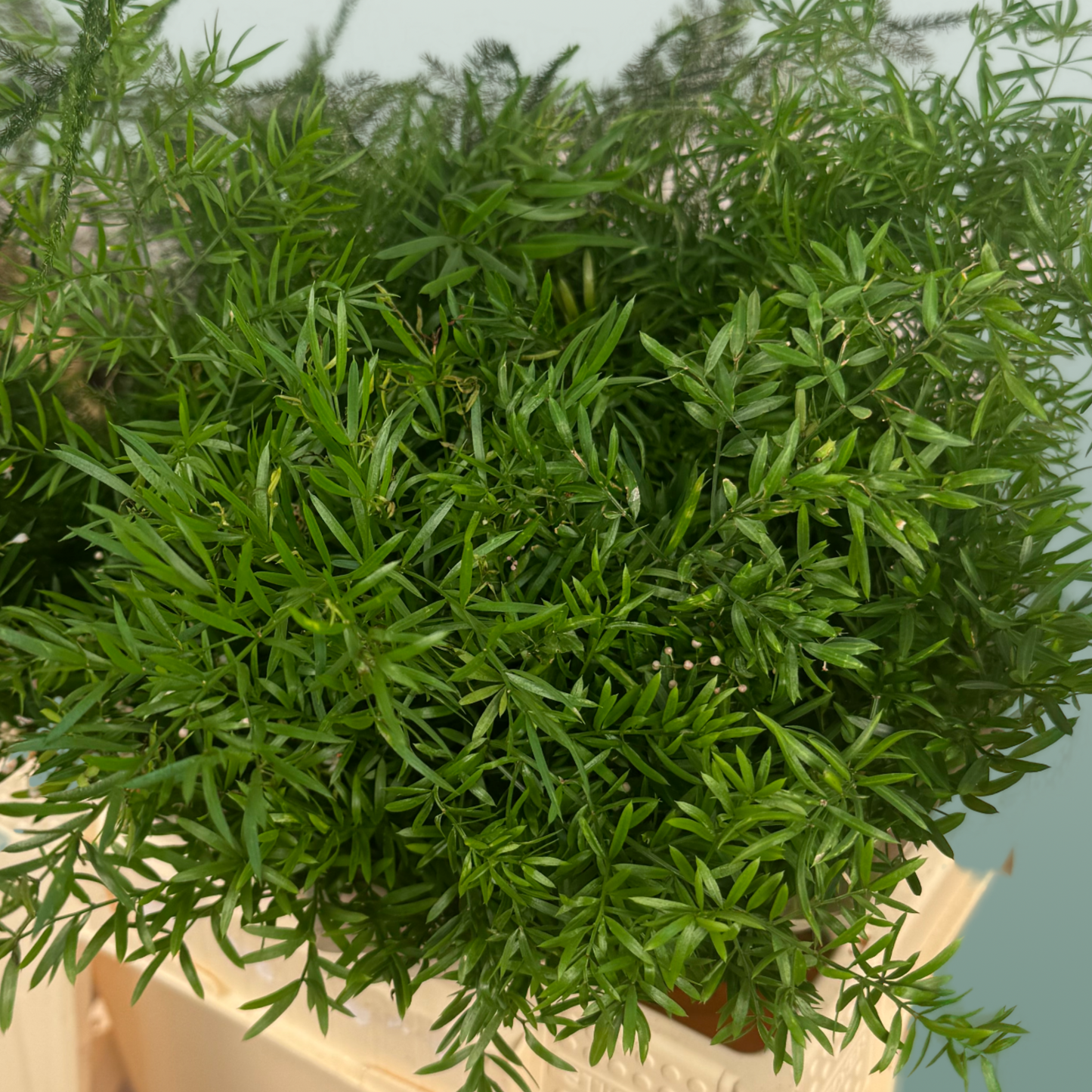Asparagus Mix