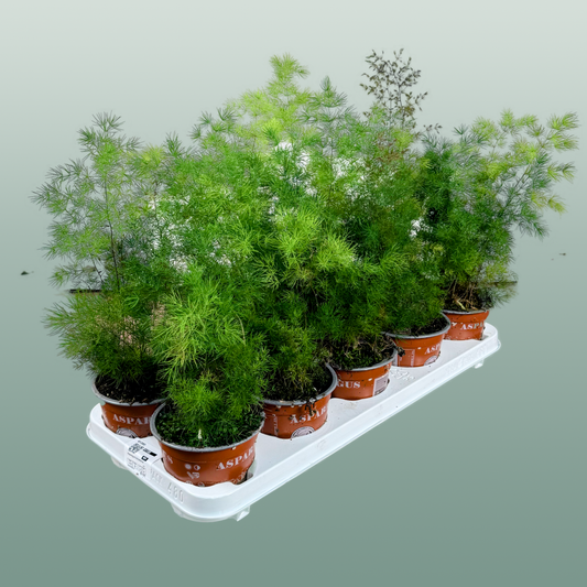 Asparagus Umbellatus