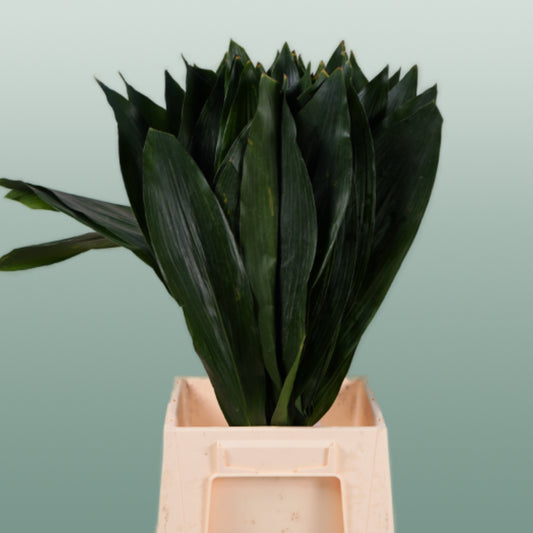 Dec Aspidistra Leaf (5 Bunches)