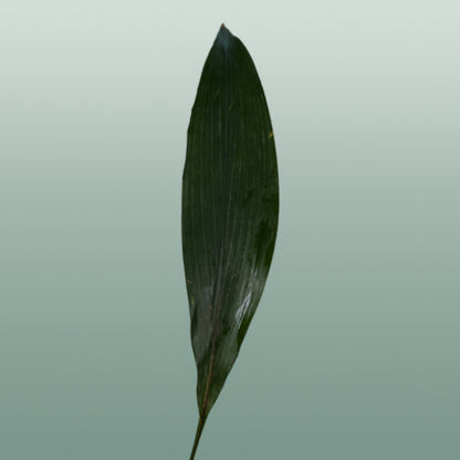 GR Aspidistra (5 Bunches)