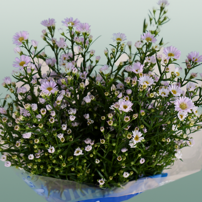 Aster Astee Dark Milka (25 Stems)