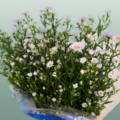 Aster Astee Dark Milka (25 Stems)